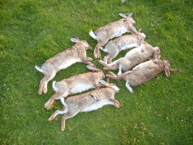 7Rabbits.jpg