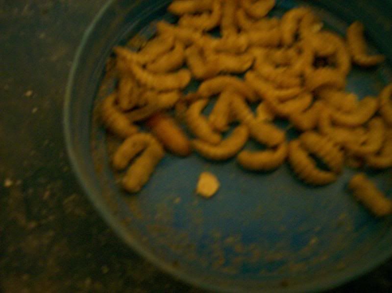 A basic Mealworm Breeding Guide! Gecko Forums