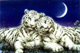 2whitetigers.jpg