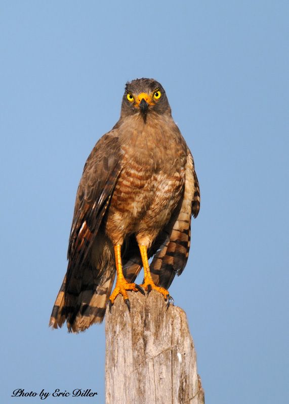 Some Raptors From Costa Rica 