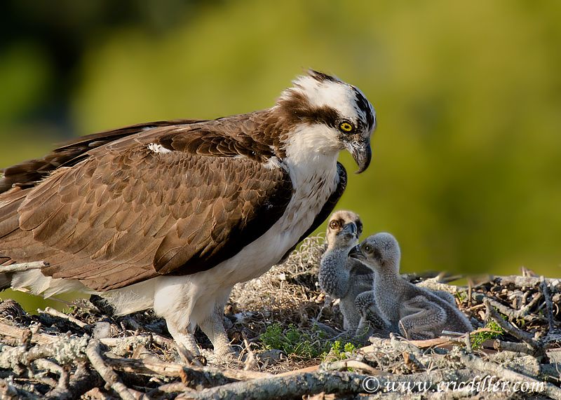 osprey exmouth