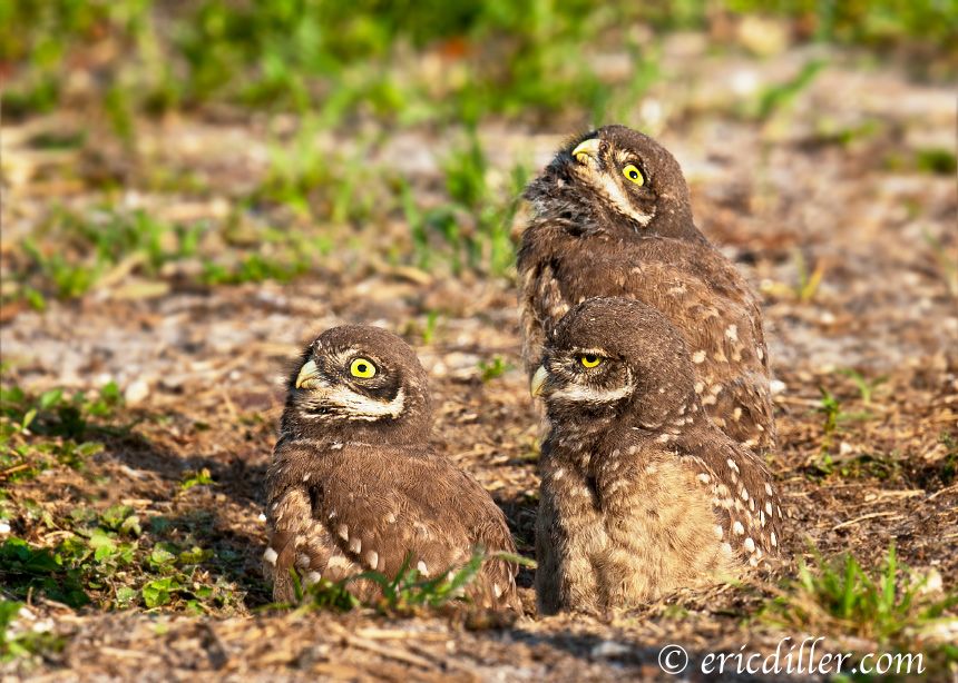 Burrowing Owl Chicks