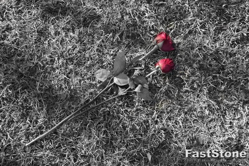 IMAGE: http://i66.photobucket.com/albums/h264/Hunter1911/Canon/bwroses.jpg