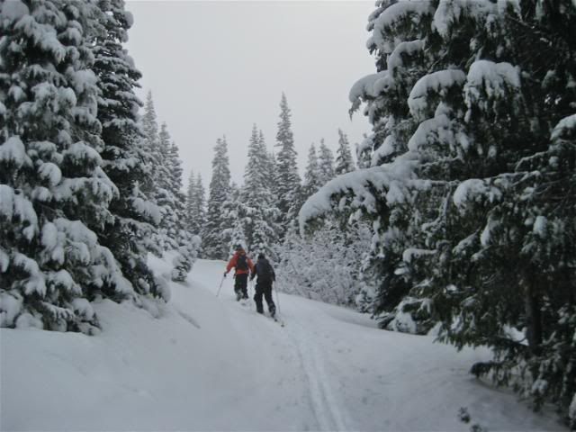 Greybird PNW skinning Greybird skinning
