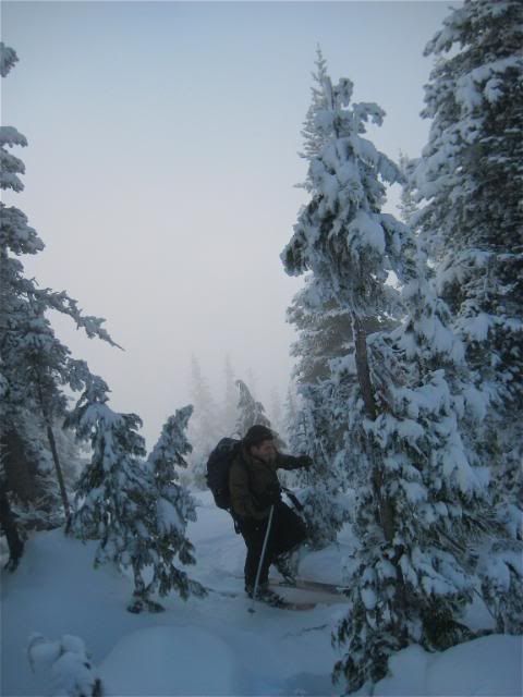 More greybird skinning Tree schwacking