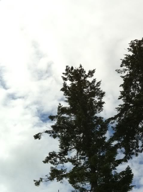 bald eagle
