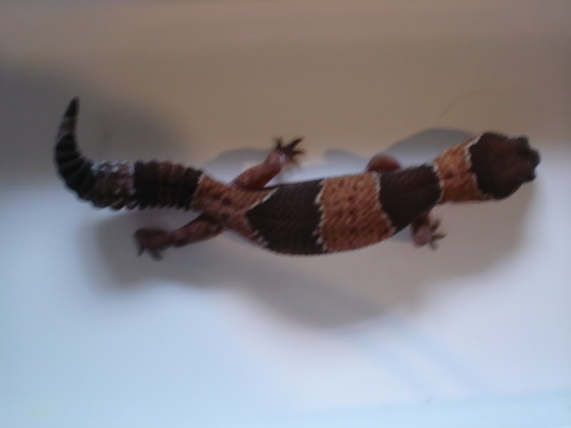 YoshiTheLeopardGecko234.jpg
