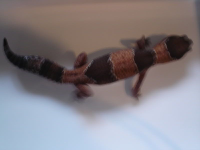 YoshiTheLeopardGecko235.jpg