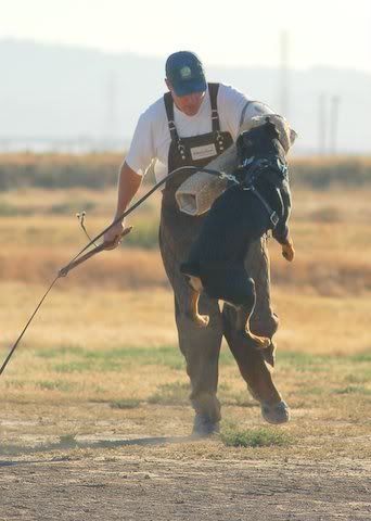 Logan-Air.jpg