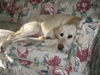 cat mate microchip elite