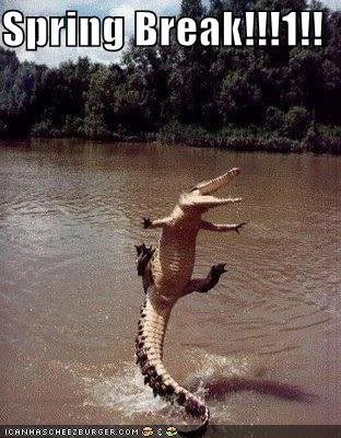 Funny Alligator Pics