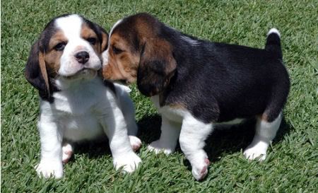 beagle2.jpg Beagle puppies image by Caribloo