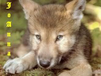 puppywolftag.jpg