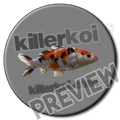 killerkoi.com2_prev.png