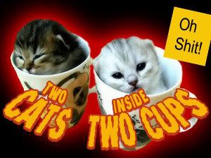 twocats.jpg