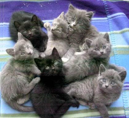 Kitten_pile_1.jpg