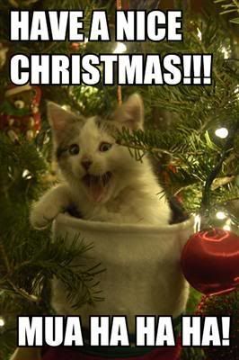 christmascat.jpg