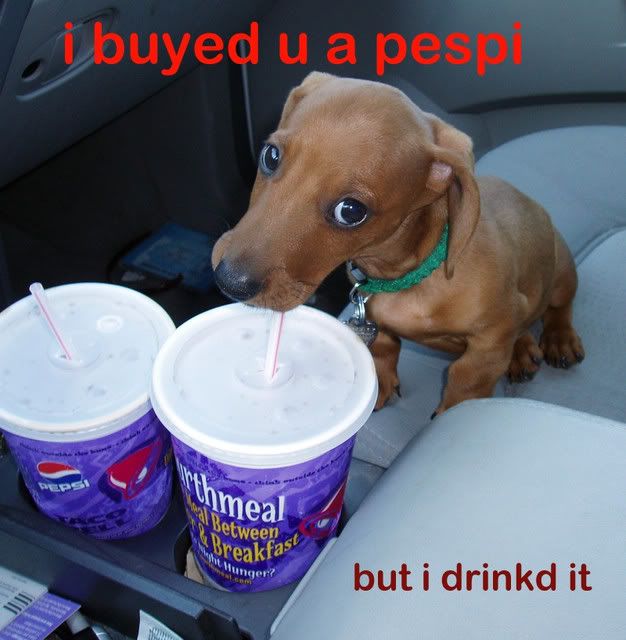 hund-pepsi.jpg