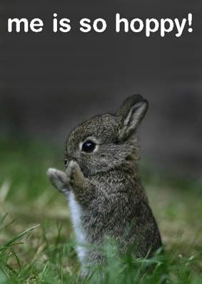 rabbit-1.jpg