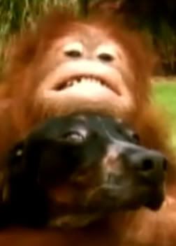 Surya the orangutan and Roscoe the hound dog