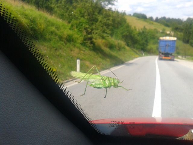 slika