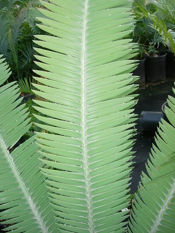 DSCN7236.jpg