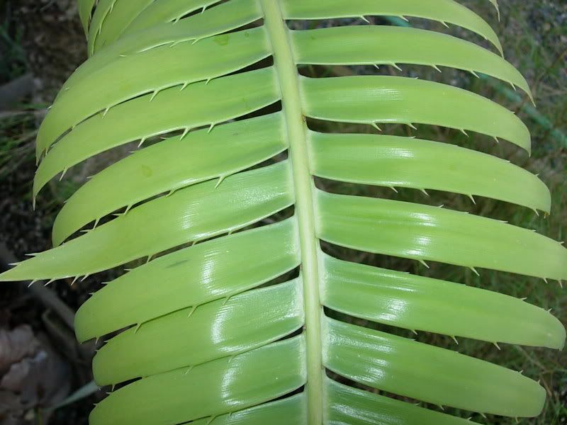 DSCN7237.jpg
