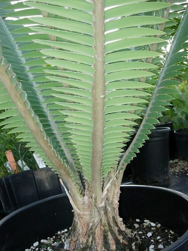 DSCN7239.jpg
