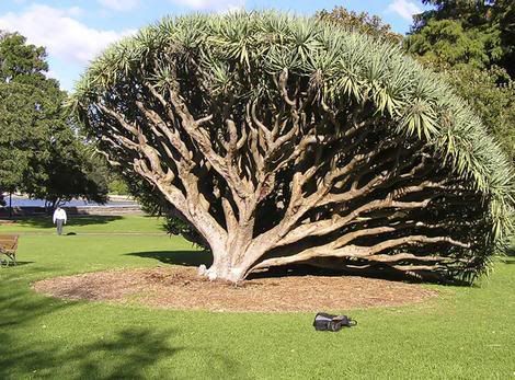 tree_wideweb__470x3470.jpg