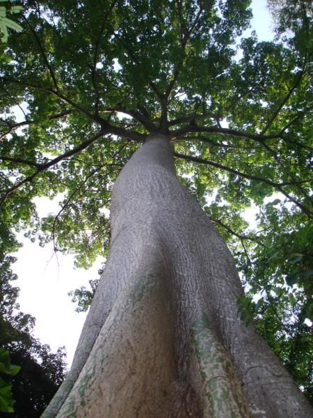 Giant tree