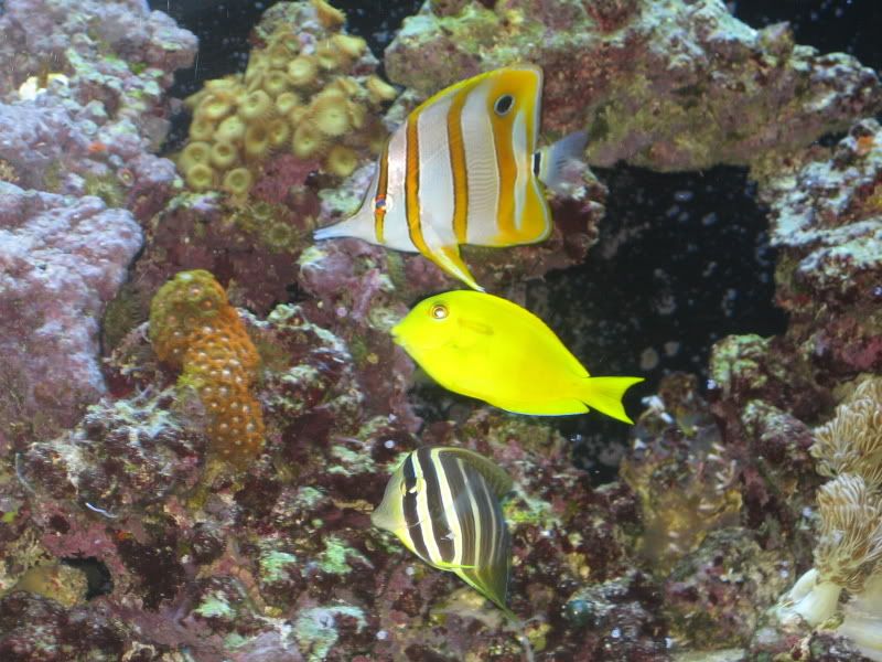 Jan 1 - Just a few pictures of the tank and fish...it's been awhile
