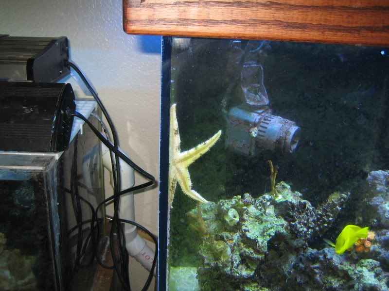 Jan 2 - Just a few pictures of the tank and fish...it's been awhile