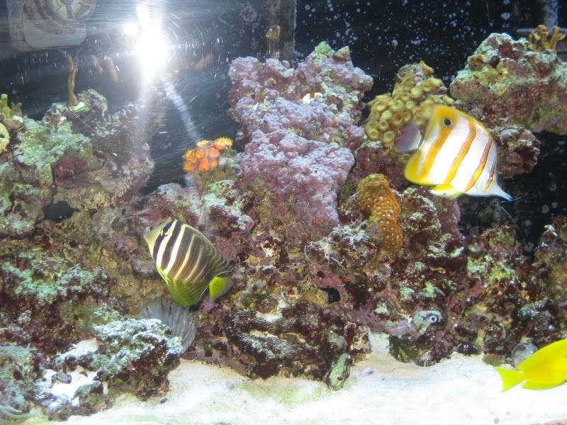 Jan 3 - Just a few pictures of the tank and fish...it's been awhile