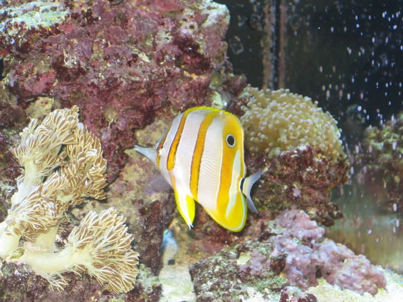 Jan - Just a few pictures of the tank and fish...it's been awhile