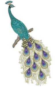 Peacock1