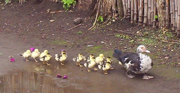ducks in a row Pictures, Images and Photos