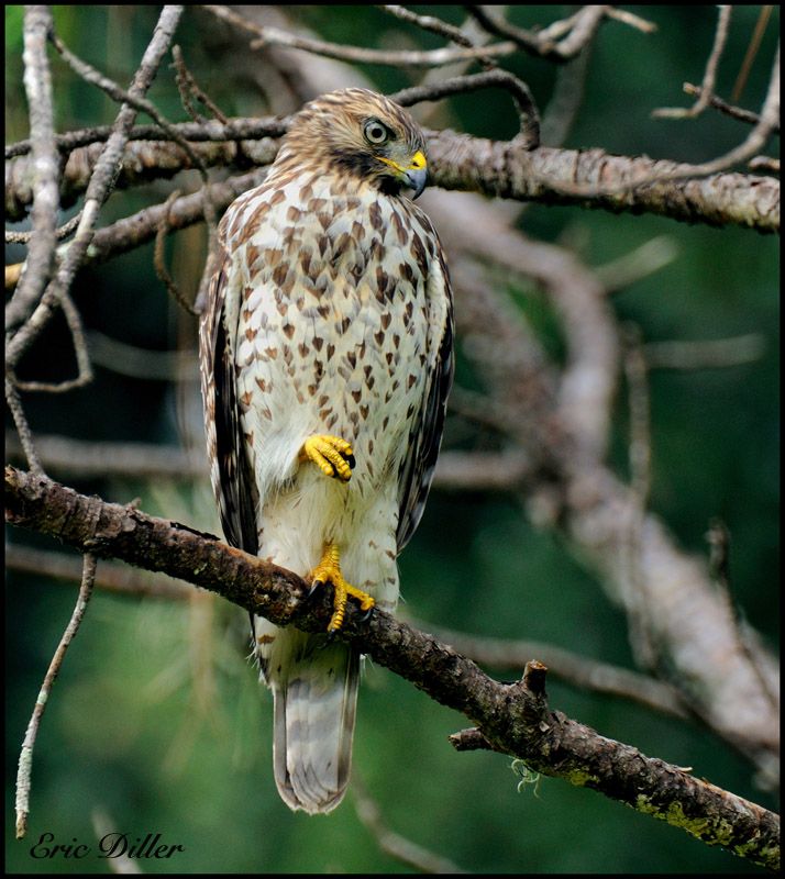 Juvenile Red Tail Hawk