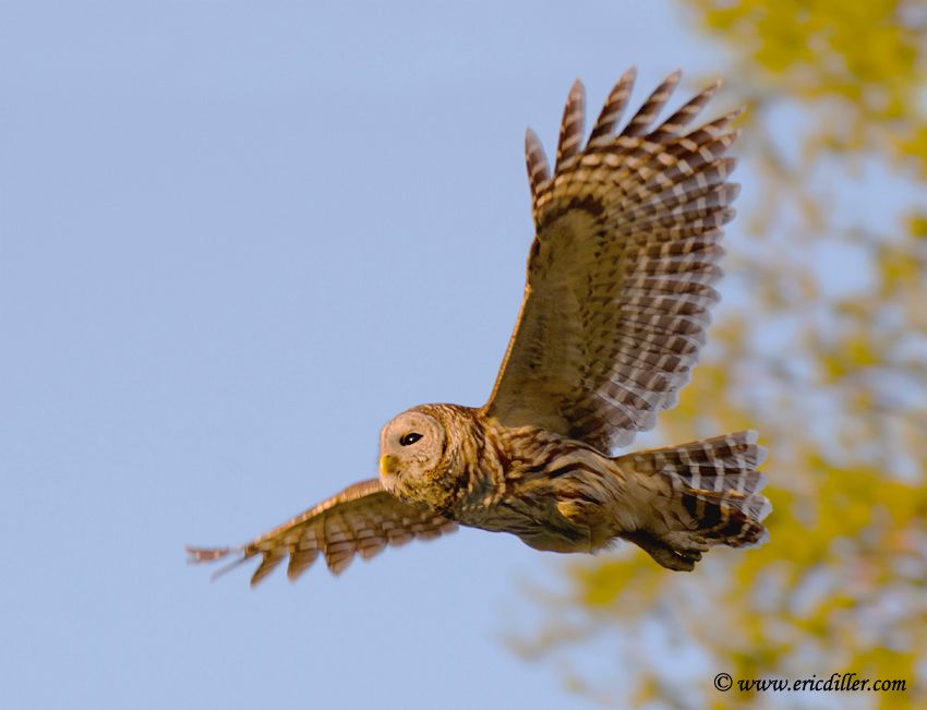 Barred owl in flight | Photography Forum