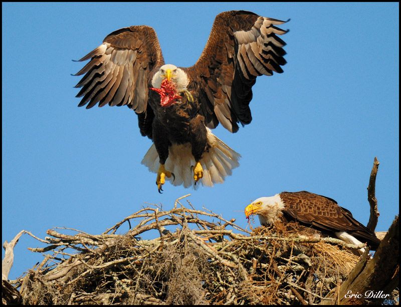 Bald Eagle's nest getting active.......