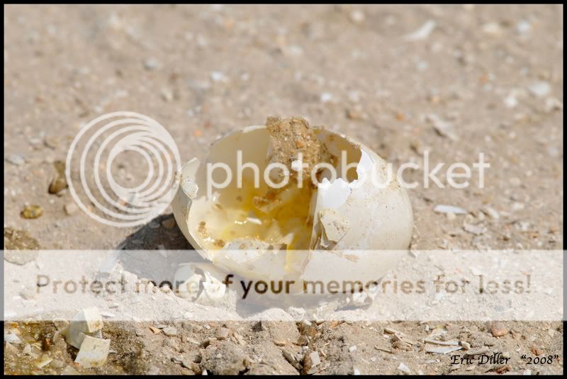 Caracara snacking on a Gator egg....