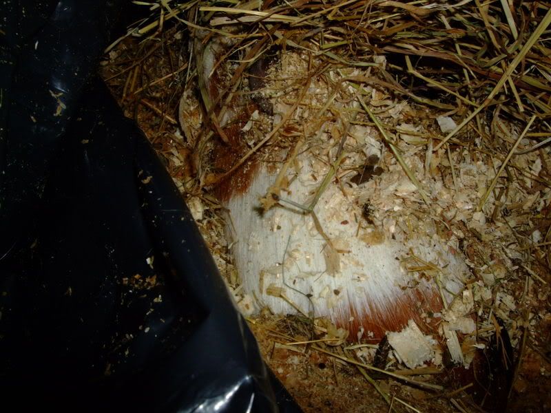 2008_0207guineapigs0013.jpg