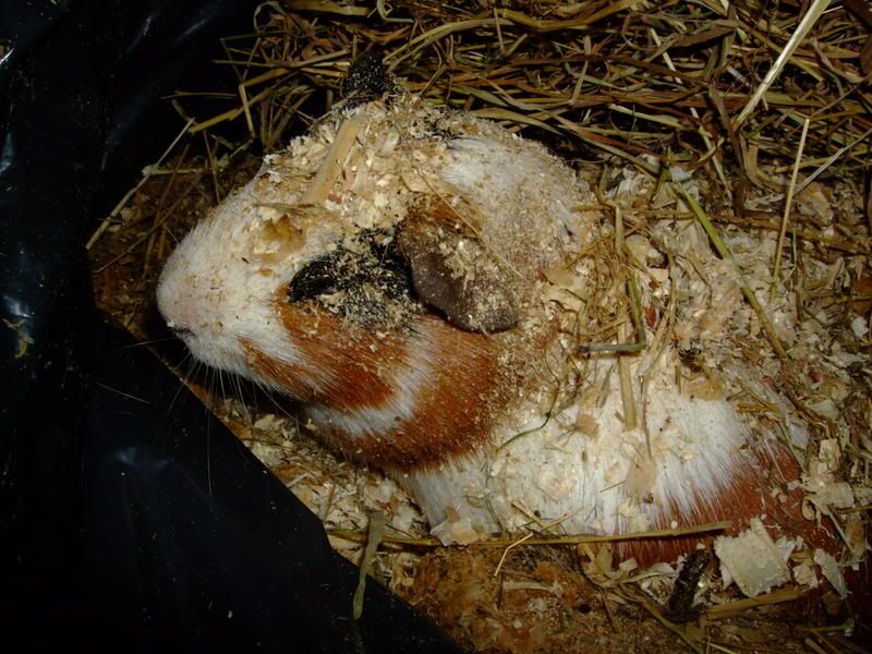 2008_0207guineapigs0014.jpg