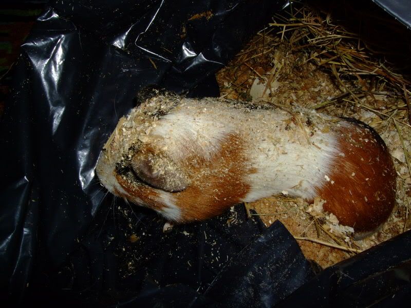 2008_0207guineapigs0015.jpg