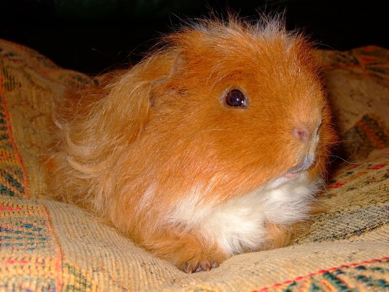 Harry012.jpg