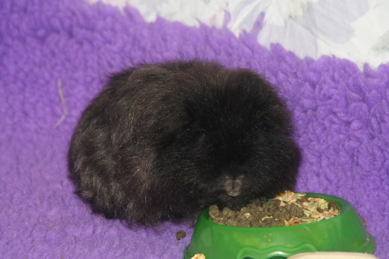 Sweep009.jpg