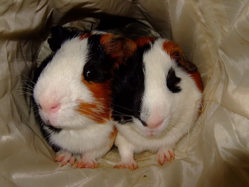 playingtommyandsparky020.jpg