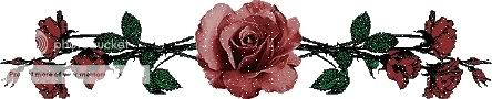 RED ROSE Pictures, Images and Photos