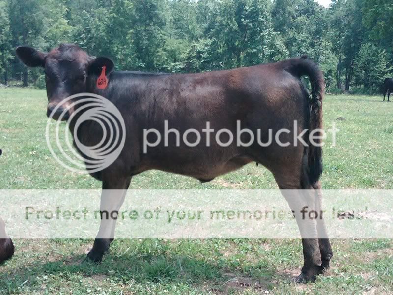 Anyone have pictures of Charolais gelbvieh cross calves? | CattleToday ...